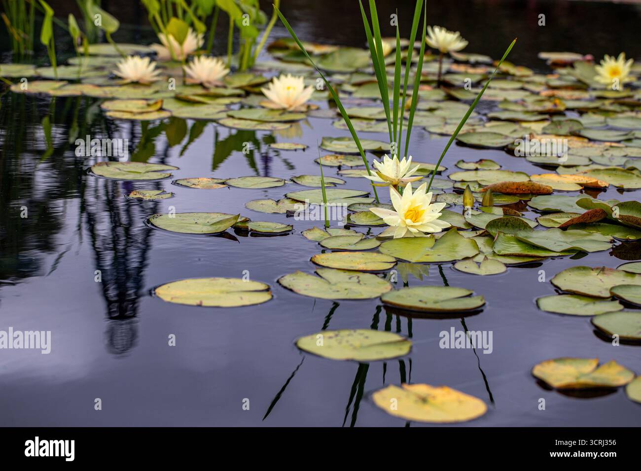 Gelbe Lotusblüte im reflektierenden Wasser Stockfoto