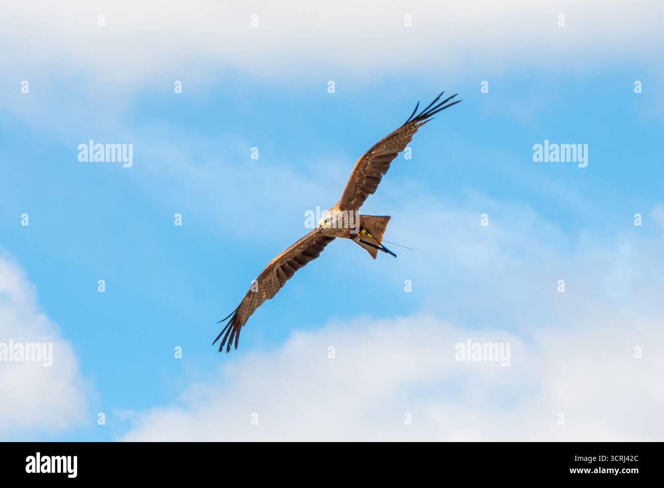Ein Raubvogel im Flug mit weit ausgebreiteten Flügeln gegen einen bewölkten Himmel Stockfoto
