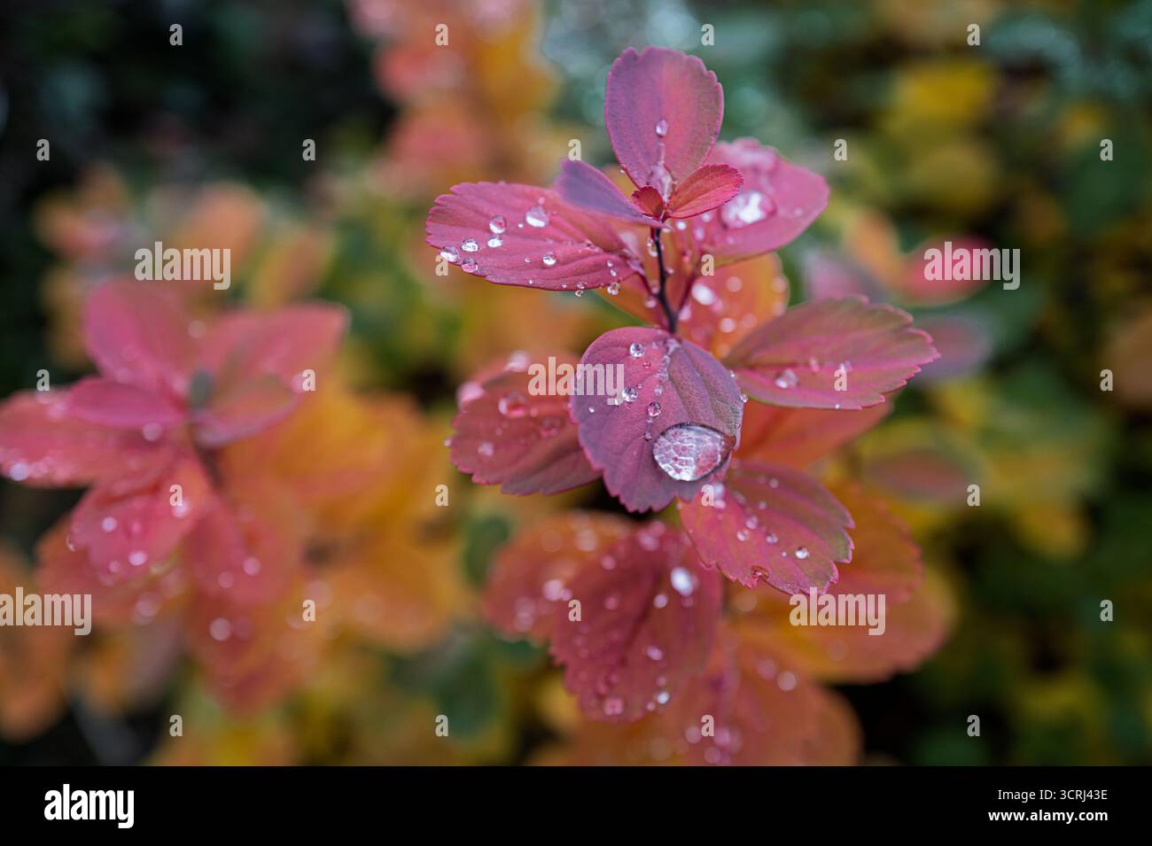 Herbst im Stadtzentrum von Reykjavík – goldene Blätter, Beeren und Pilze in der Nähe von Tjörnin, mit farbenfrohen Straßen und Häusern in klarem nordischem Licht, Island Stockfoto Herbst im Stadtzentrum von Reykjavík – goldene Blätter, Beeren und Pilze in der Nähe von Tjörnin, mit farbenfrohen Straßen und Häusern in klarem nordischem Licht, Island Stockfoto