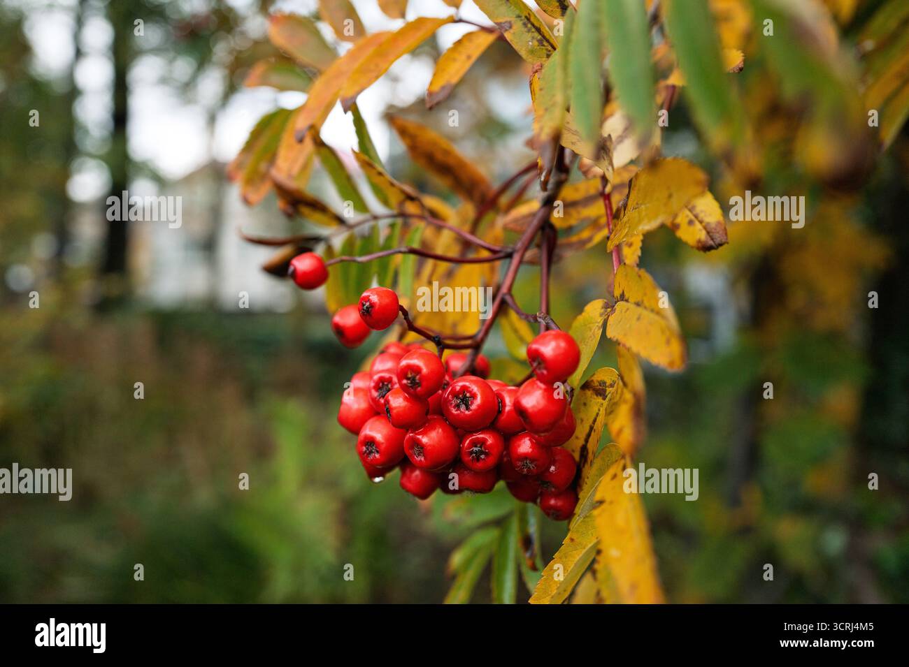 Herbst im Stadtzentrum von Reykjavík – goldene Blätter, Beeren und Pilze in der Nähe von Tjörnin, mit farbenfrohen Straßen und Häusern in klarem nordischem Licht, Island Stockfoto Herbst im Stadtzentrum von Reykjavík – goldene Blätter, Beeren und Pilze in der Nähe von Tjörnin, mit farbenfrohen Straßen und Häusern in klarem nordischem Licht, Island Stockfoto
