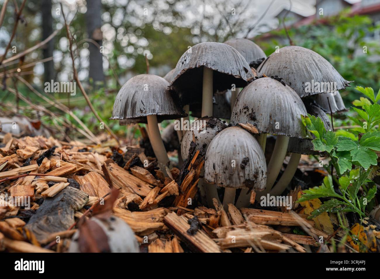 Herbst im Stadtzentrum von Reykjavík – goldene Blätter, Beeren und Pilze in der Nähe von Tjörnin, mit farbenfrohen Straßen und Häusern in klarem nordischem Licht, Island Stockfoto Herbst im Stadtzentrum von Reykjavík – goldene Blätter, Beeren und Pilze in der Nähe von Tjörnin, mit farbenfrohen Straßen und Häusern in klarem nordischem Licht, Island Stockfoto