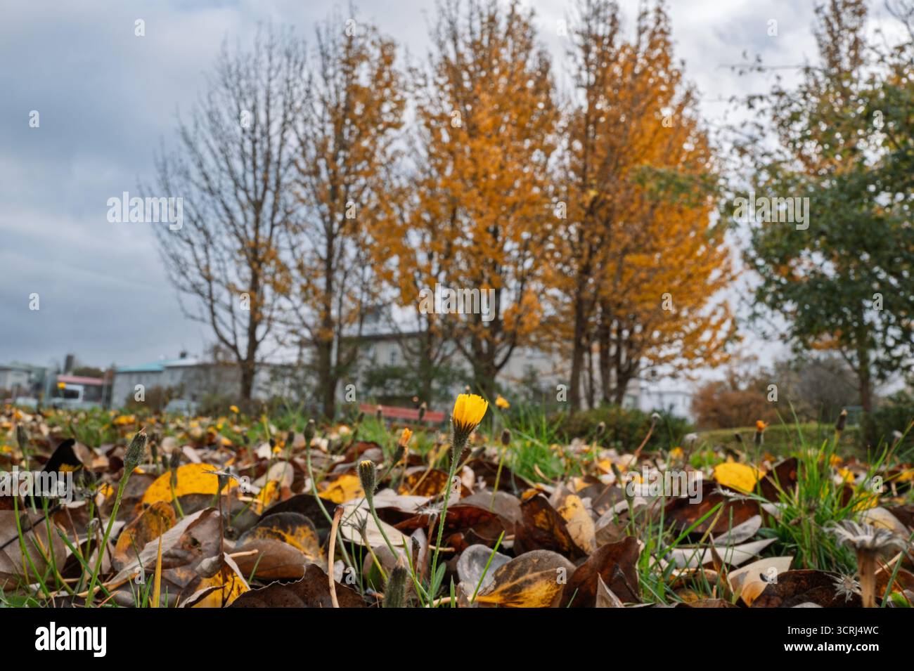 Herbst im Stadtzentrum von Reykjavík – goldene Blätter, Beeren und Pilze in der Nähe von Tjörnin, mit farbenfrohen Straßen und Häusern in klarem nordischem Licht, Island Stockfoto Herbst im Stadtzentrum von Reykjavík – goldene Blätter, Beeren und Pilze in der Nähe von Tjörnin, mit farbenfrohen Straßen und Häusern in klarem nordischem Licht, Island Stockfoto