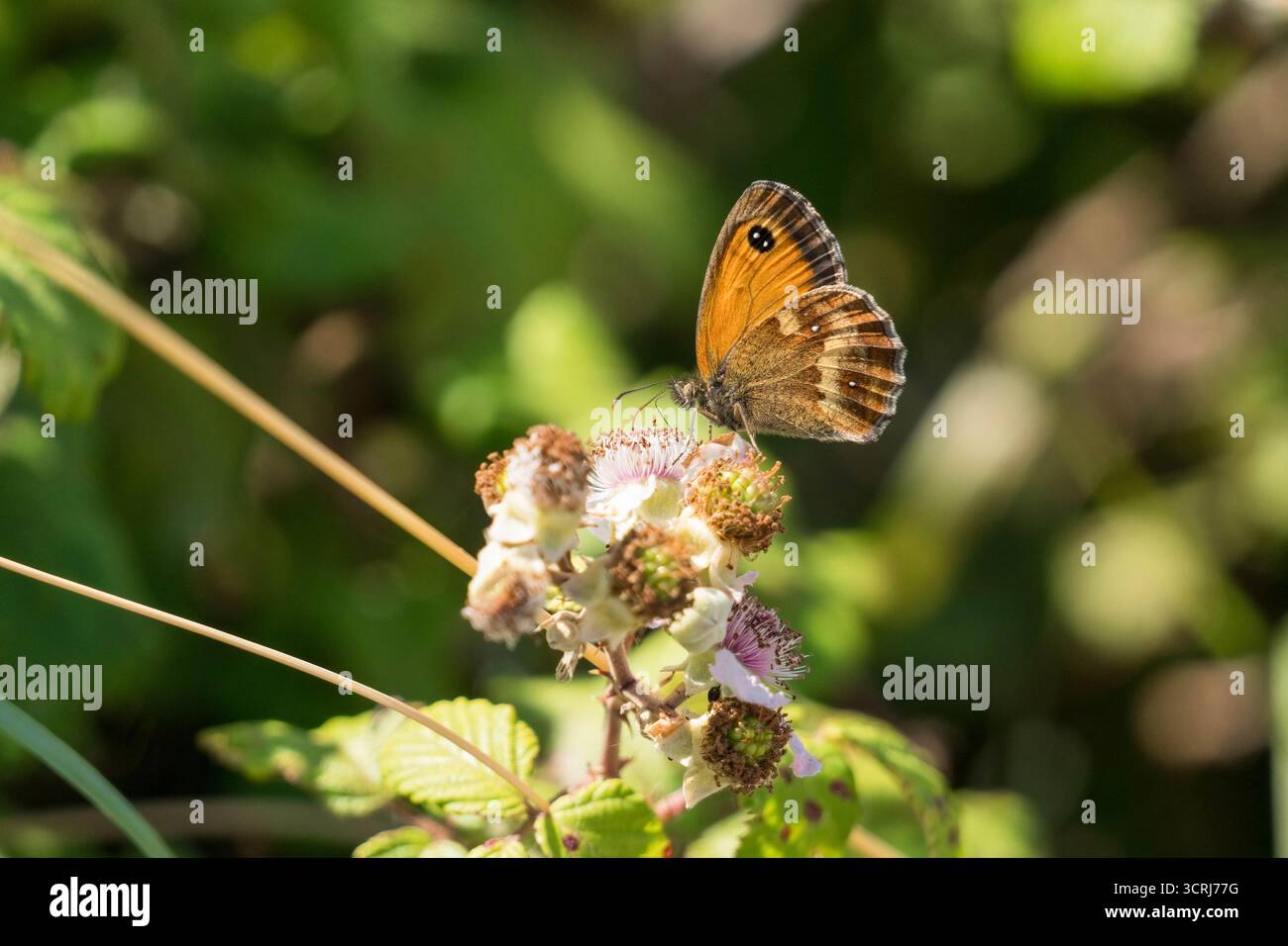 Gatekeeper Butterfly (Pyronia tithonus) sammelt Nektar von Bromble Blume, Newport Wetlands Wales UK. Juli 2025 Stockfoto