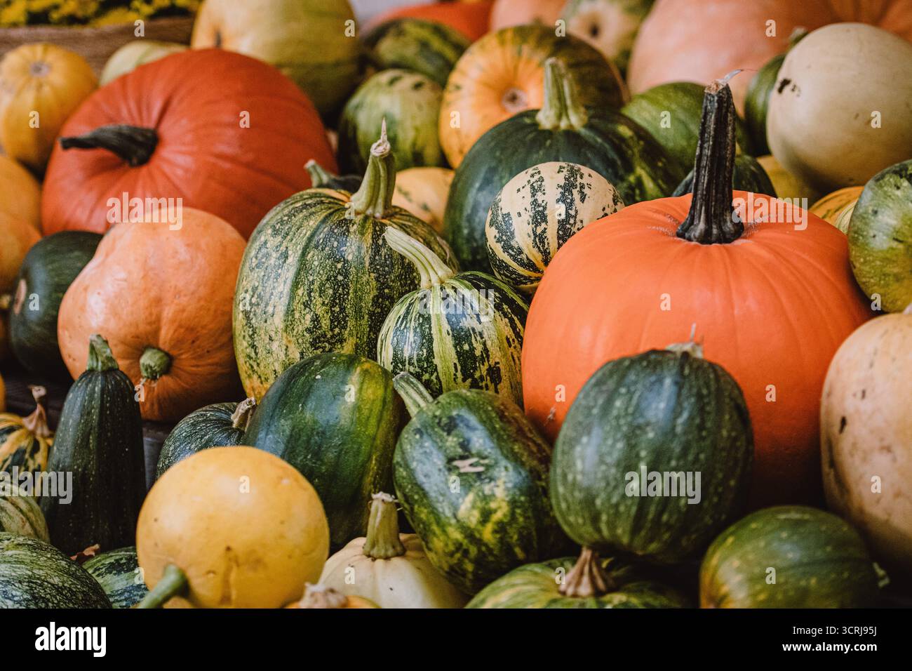 Eine bunte Auswahl an Kürbissen und Kürbissen in verschiedenen Formen, Größen und Farben. Das Bild fängt das Wesen der Herbsternte ein Stockfoto