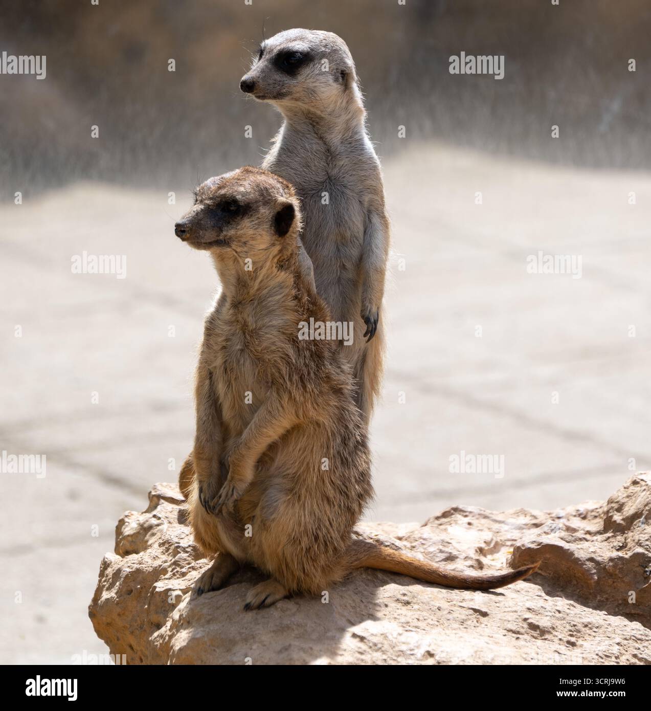 Zwei Erdmännchen stehen auf einem Felsen, einer vorne und einer hinten, in einer natürlichen Umgebung Stockfoto Zwei Erdmännchen stehen auf einem Felsen, einer vorne und einer hinten, in einer natürlichen Umgebung Stockfoto