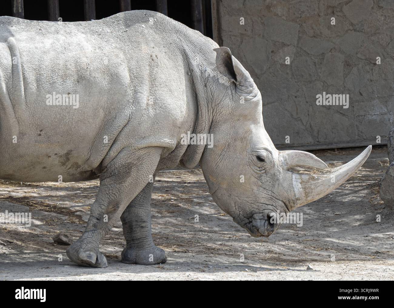 Eine Nahaufnahme eines Nashorns, der in einem Zoo steht, mit abgesenktem Kopf und einer strukturierten grauen Haut Stockfoto
