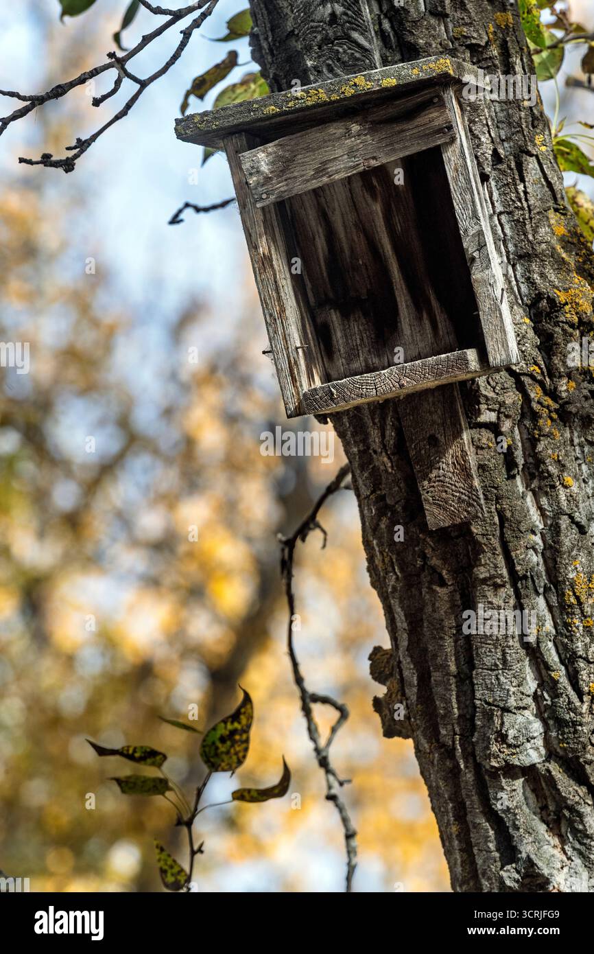 Verlassenes Vintage-Vogelhaus aus Holz oder Nest an einem Baum in der Herbstsaison Stockfoto