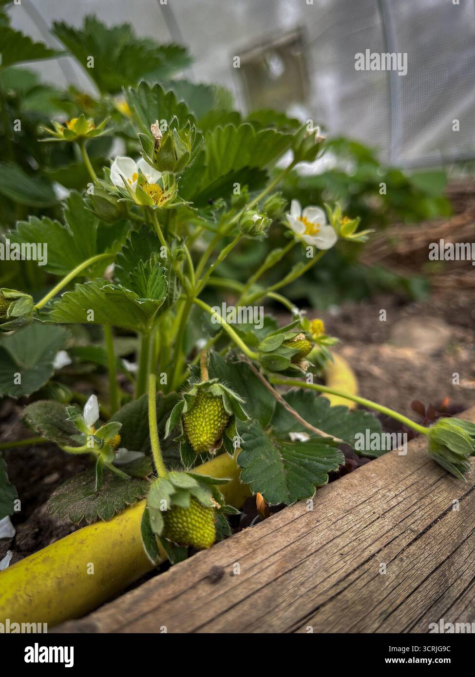 Erdbeeren blühen und blühen im April in einem Gewächshaus - Smartphone-aufgenommenes Stockfoto