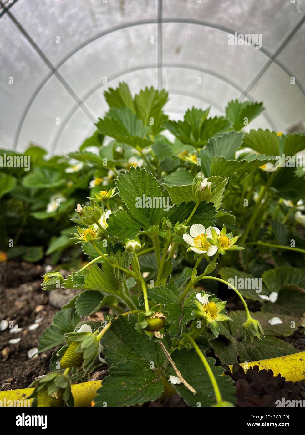 Erdbeeren blühen und blühen im April in einem Gewächshaus - Smartphone-aufgenommenes Stockfoto