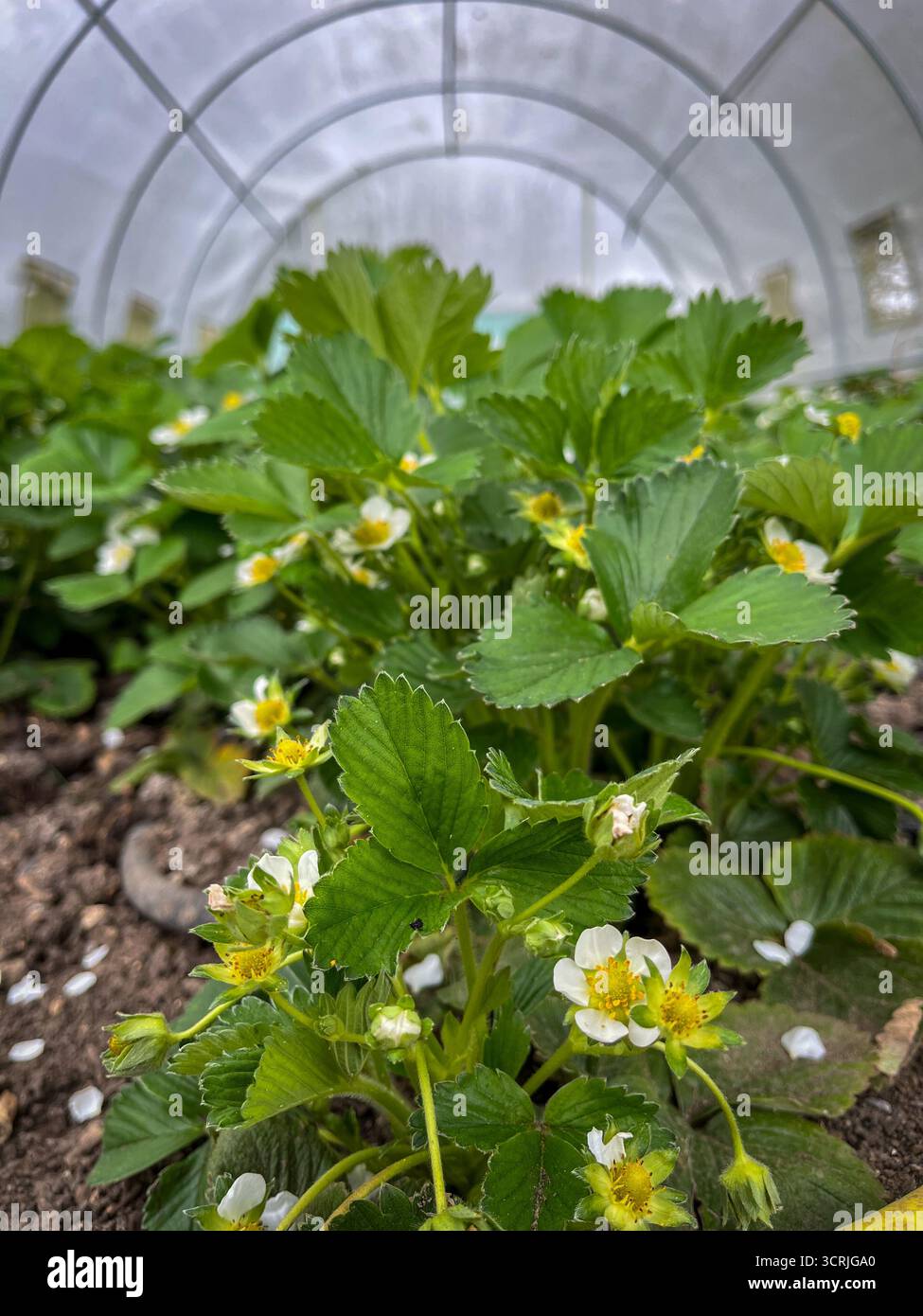 Erdbeeren blühen und blühen im April in einem Gewächshaus - Smartphone-aufgenommenes Stockfoto