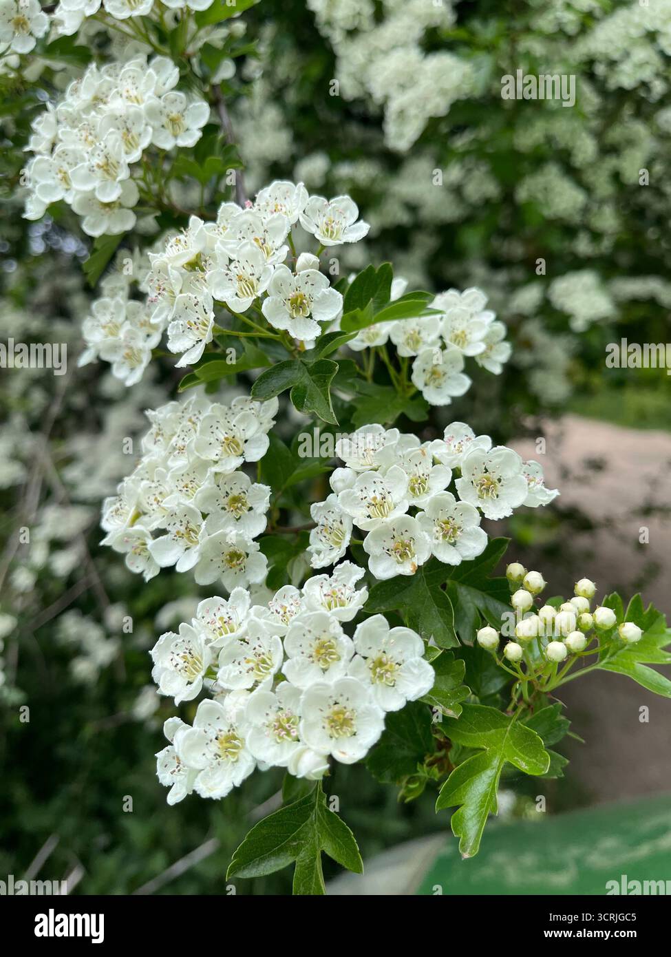 Crataegus monogyna (gemeiner Weißdorn, einsagender Weißdorn) in der Blüte. Stockfoto