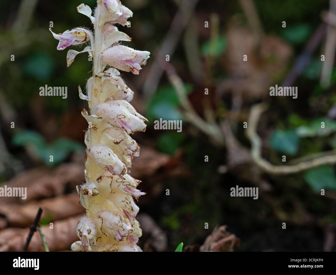 Toothwort Lathraea squamaria wächst in Wäldern nördlich von Stonehill Down, nahe Wareham, Dorset, England, Vereinigtes Königreich, März 2022 Stockfoto