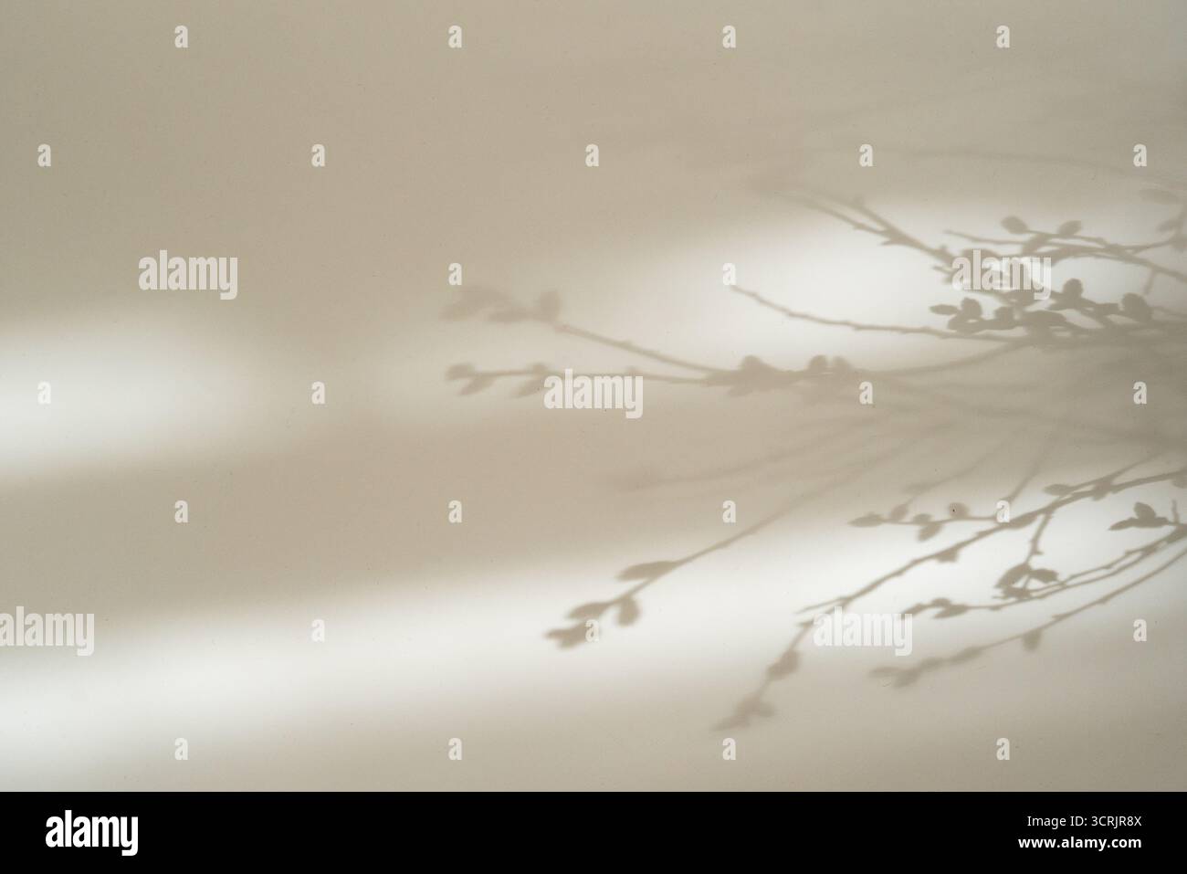 Heller Hintergrund mit Schatten von zartem Zweig, minimalistischer Hintergrund Stockfoto