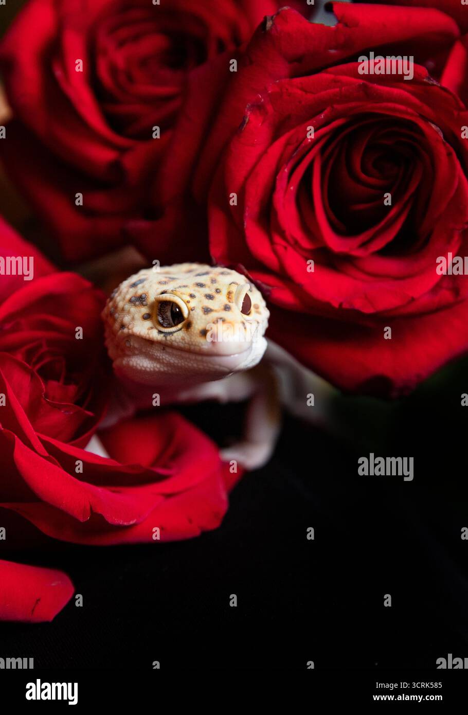 Ein kleiner Haustier-Gecko blickt hinter drei großen roten Rosen hervor. Grußkarte mit Platz für Beschriftung. Stockfoto