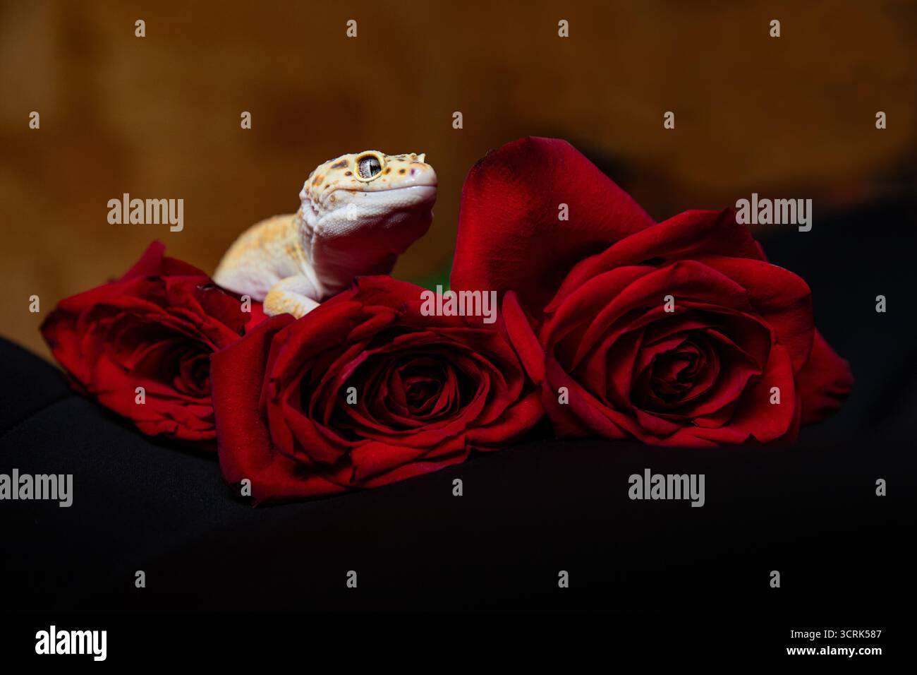 Grußkarte mit Platz für Inschriften und Gecko mit Blumen. Reptilien und reiche rote Rosen Stockfoto
