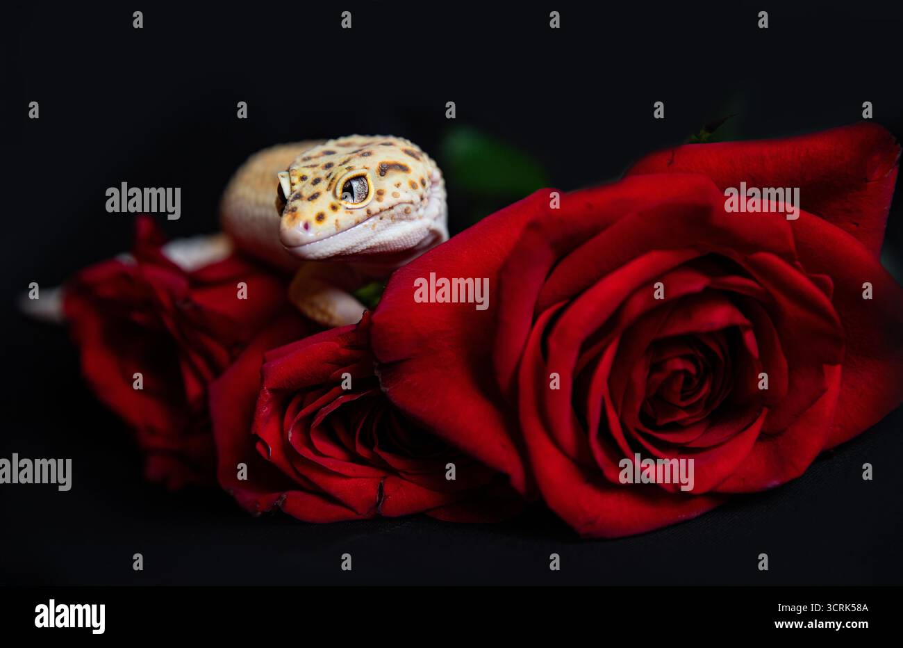 Ungewöhnliche Komposition, ein Hausgecko posiert zwischen luxuriösen, samtig roten Knospen. Grußkarte mit Platz für Beschriftung Stockfoto