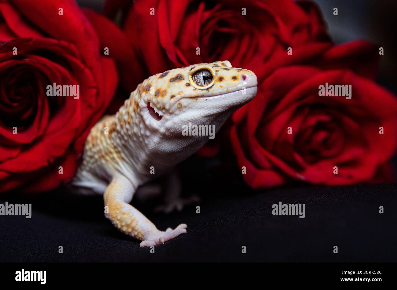 Exotischer, freundlicher Gecko, Leopardengecko und romantische Blumen, kontrastierende Nahaufnahme. Grußkarte mit Platz für Beschriftung Stockfoto