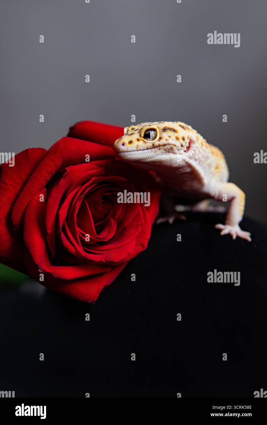 Ein Symbol für Liebe und Tierwelt: Ein lächelnder Leopardengecko auf einem Blumenstrauß roter Rosen. Grußkarte mit Platz für Beschriftung Stockfoto