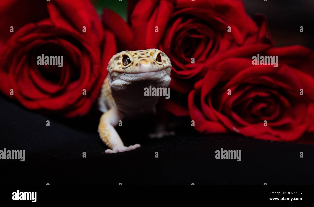 Ein gepunkteter Leopardengecko sitzt zwischen leuchtend roten Rosen auf dunklem Hintergrund. Grußkarte mit Platz für Beschriftung. Stockfoto