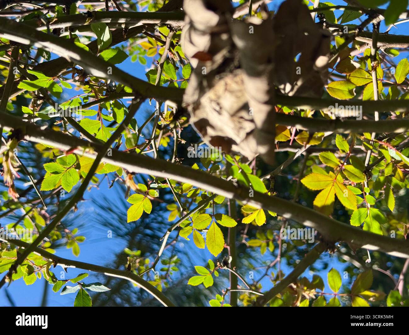 Eine Nahaufnahme eines Baumzweigs mit hellgrünen Blättern und braunen klumpigen Wucherungen im Vordergrund vor einem klaren blauen Himmel. - Smartphone-aufgenommenes Stockfoto