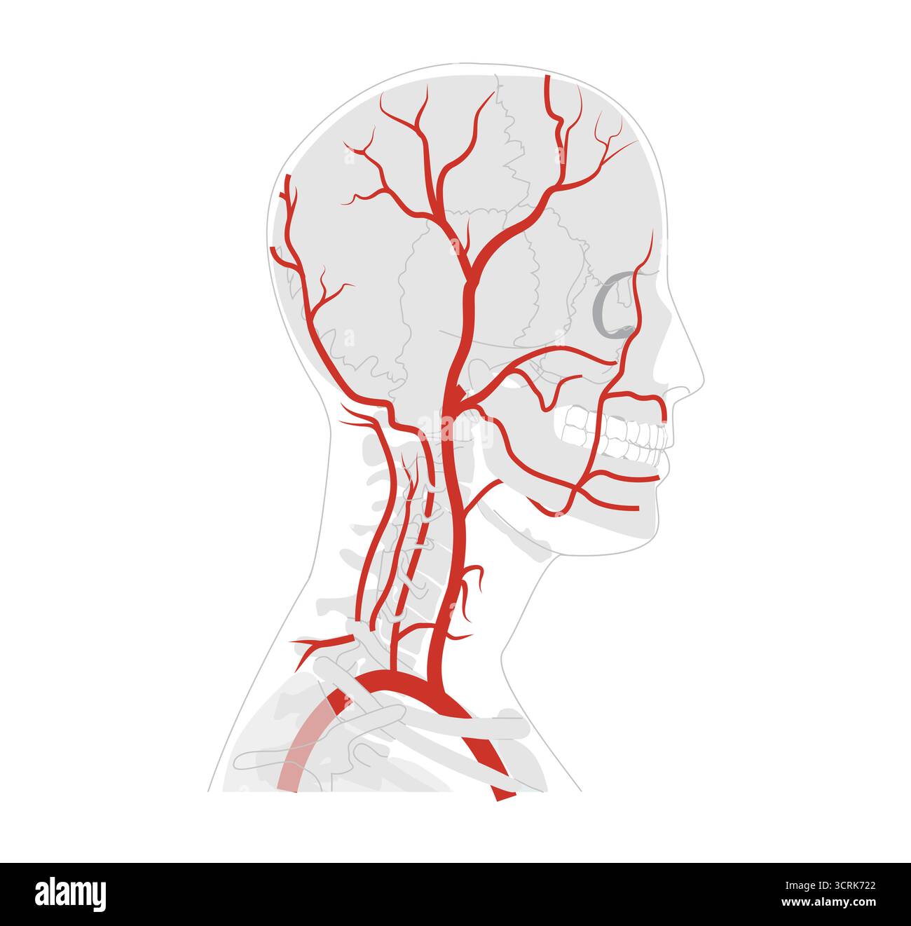 Medizinische Darstellung der menschlichen Kopfarterien, Verzweigung des äußeren Karotissystems, Gefäße, anatomische Illustration, wissenschaftliche Ausbildung Referenz Stock Vektor