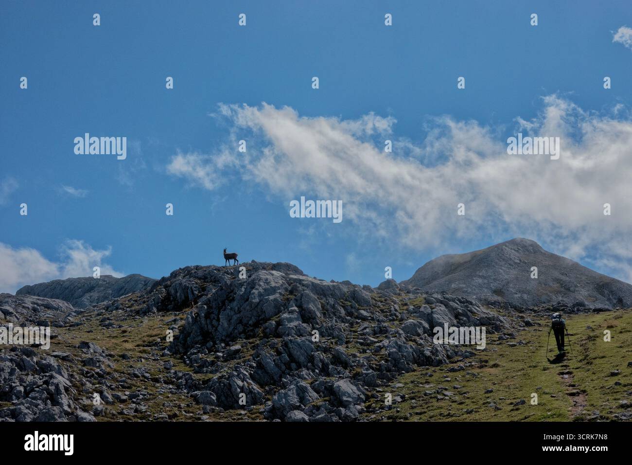 Wanderer und Rebo (kantabrische Gämse) im Nationalpark Picos de Europa, Kantabrien, Spanien Stockfoto