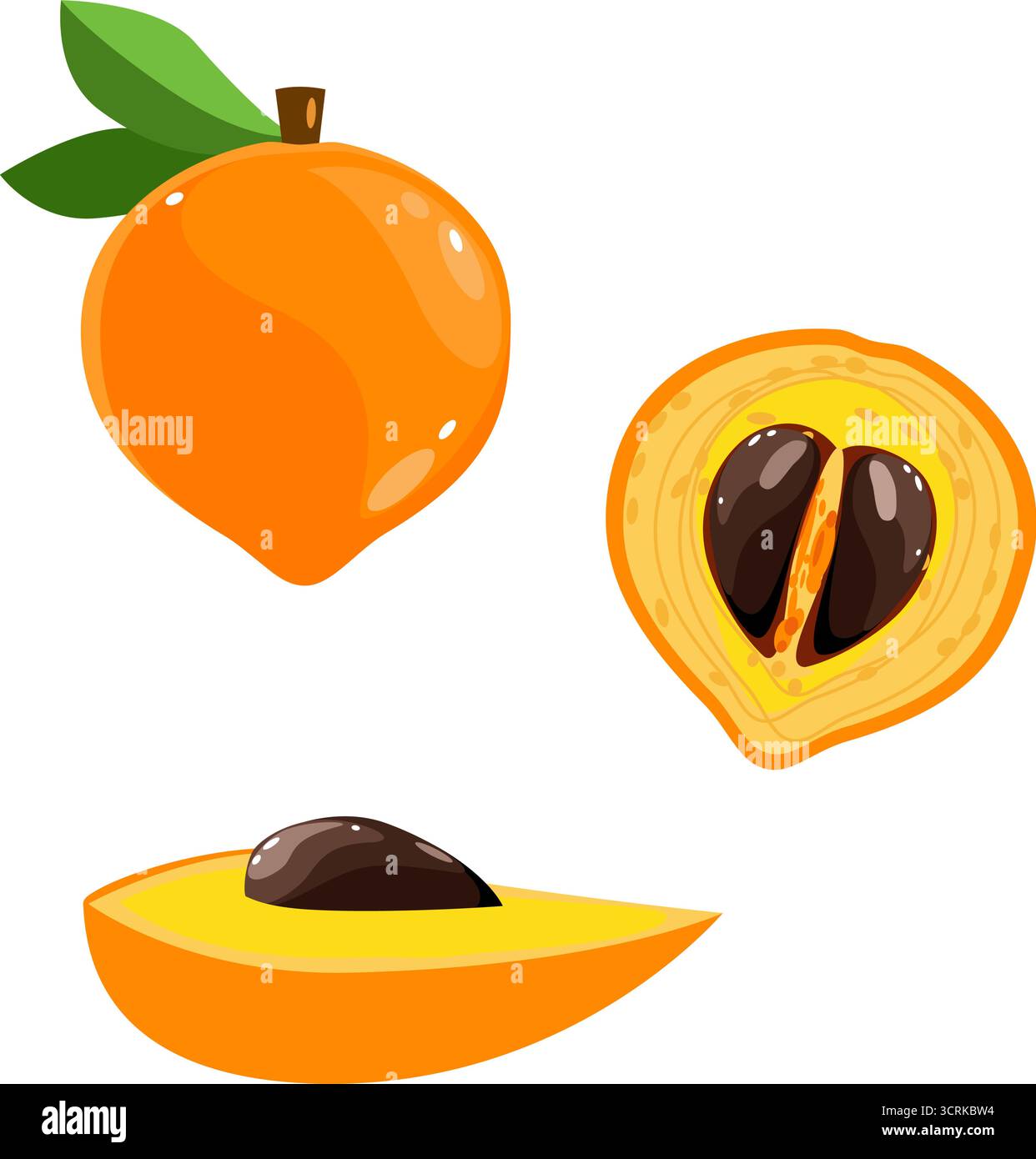 Eggfruit Set botanische Illustration mit ganzen und halben Früchten Stock Vektor
