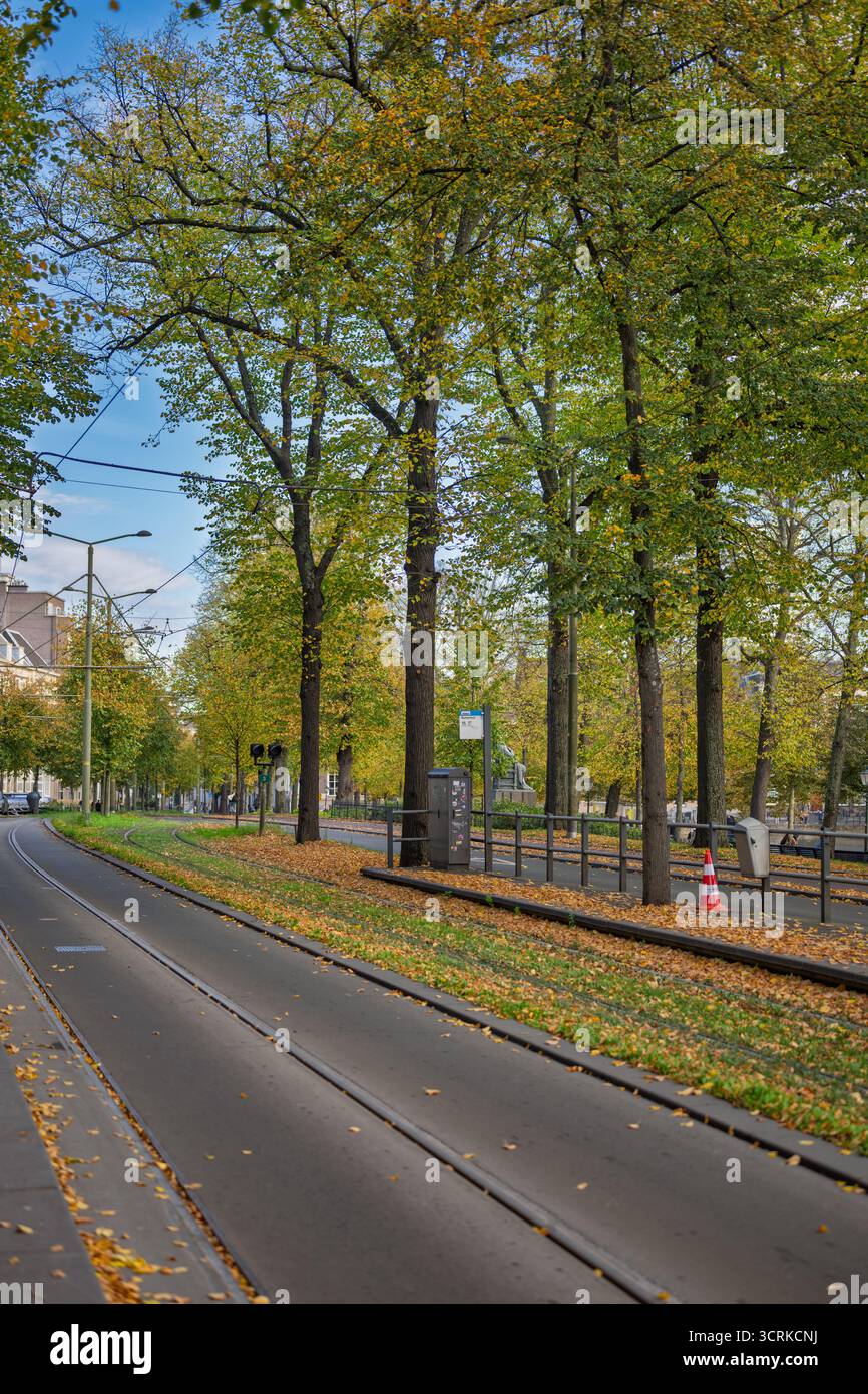 Herbstfarben zieren eine Straße in Amsterdam, wo Straßenbahnschienen von Bäumen gesäumt sind, die leuchtend gelb-grün grün sind und die Blätter fallen Stockfoto