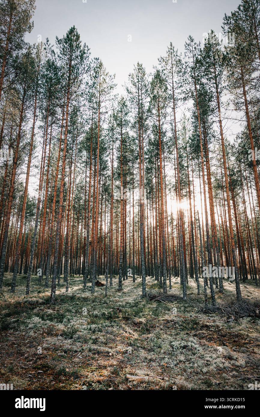 Helles Sonnenlicht, das im Herbst durch hohe, gerade Kiefern und moosigen Waldboden in Schweden schaut Stockfoto