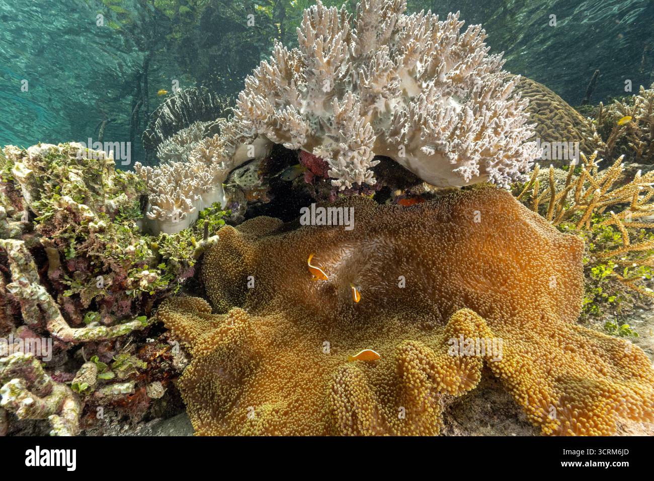 Orange Anemonfische Amphiprion sandaracinos in einer Merten-Meeresanemone, Raja Ampat Indonesia Stockfoto