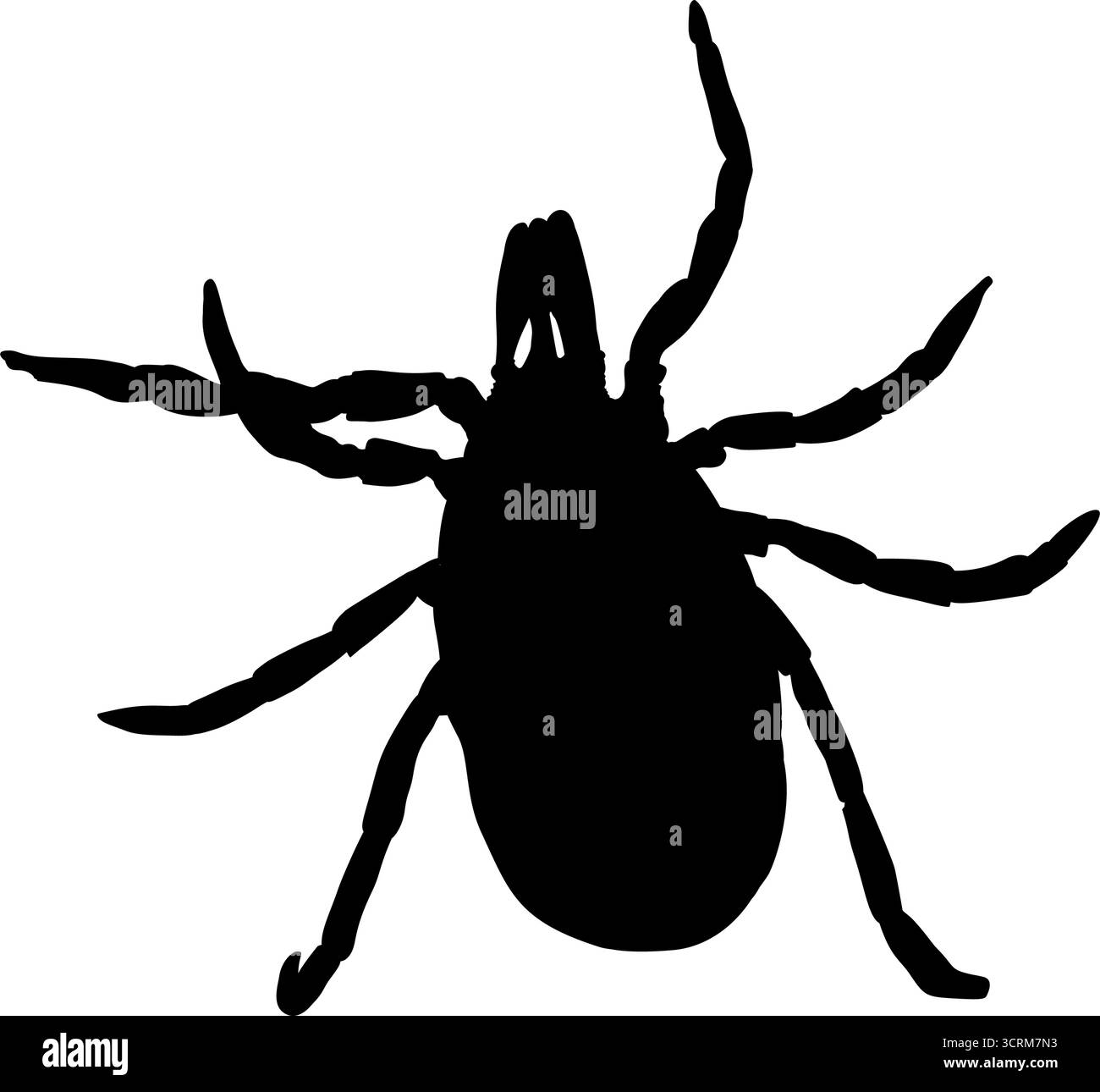 Zecken Sie Insekten Silhouette Vektor Illustration isoliert auf weiß Stock Vektor