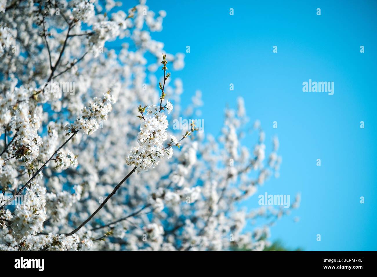 Blühender Baum am blauen Himmel Stockfoto