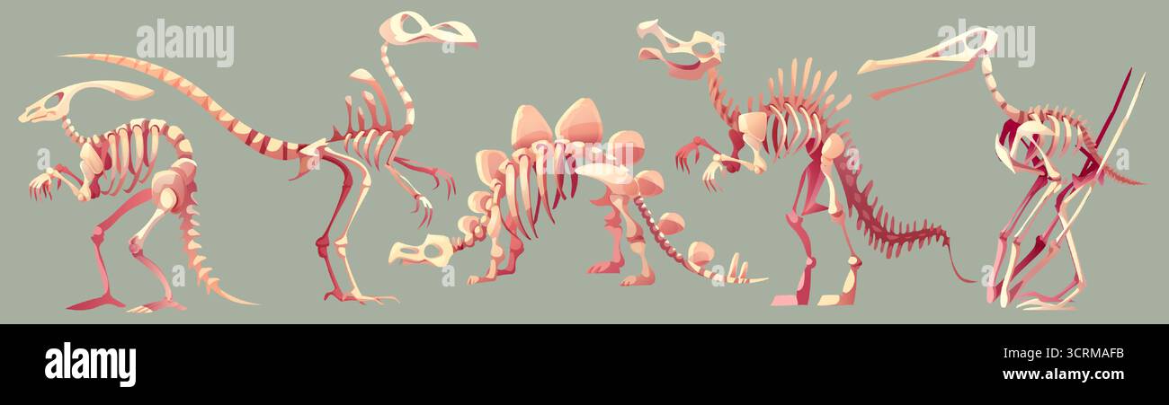 Prähistorisches Dinosaurier-Fossil-Skelett mit ausgestorbenen Kreaturknochen für paläontologische Ausbildung. Stegosaurus und tyrannosaurus, Velociraptor und Pterodactyl-Überreste mit detaillierten Wirbelsäulenstrukturen. Stock Vektor