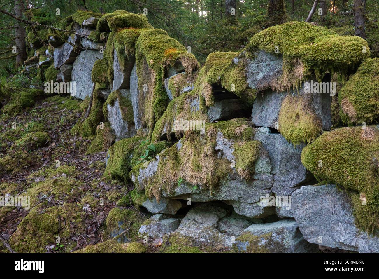 Alte moosbewachsene Mauer aus Feldsteinen, die als Trennung zwischen den Grundstücken dienen soll Stockfoto