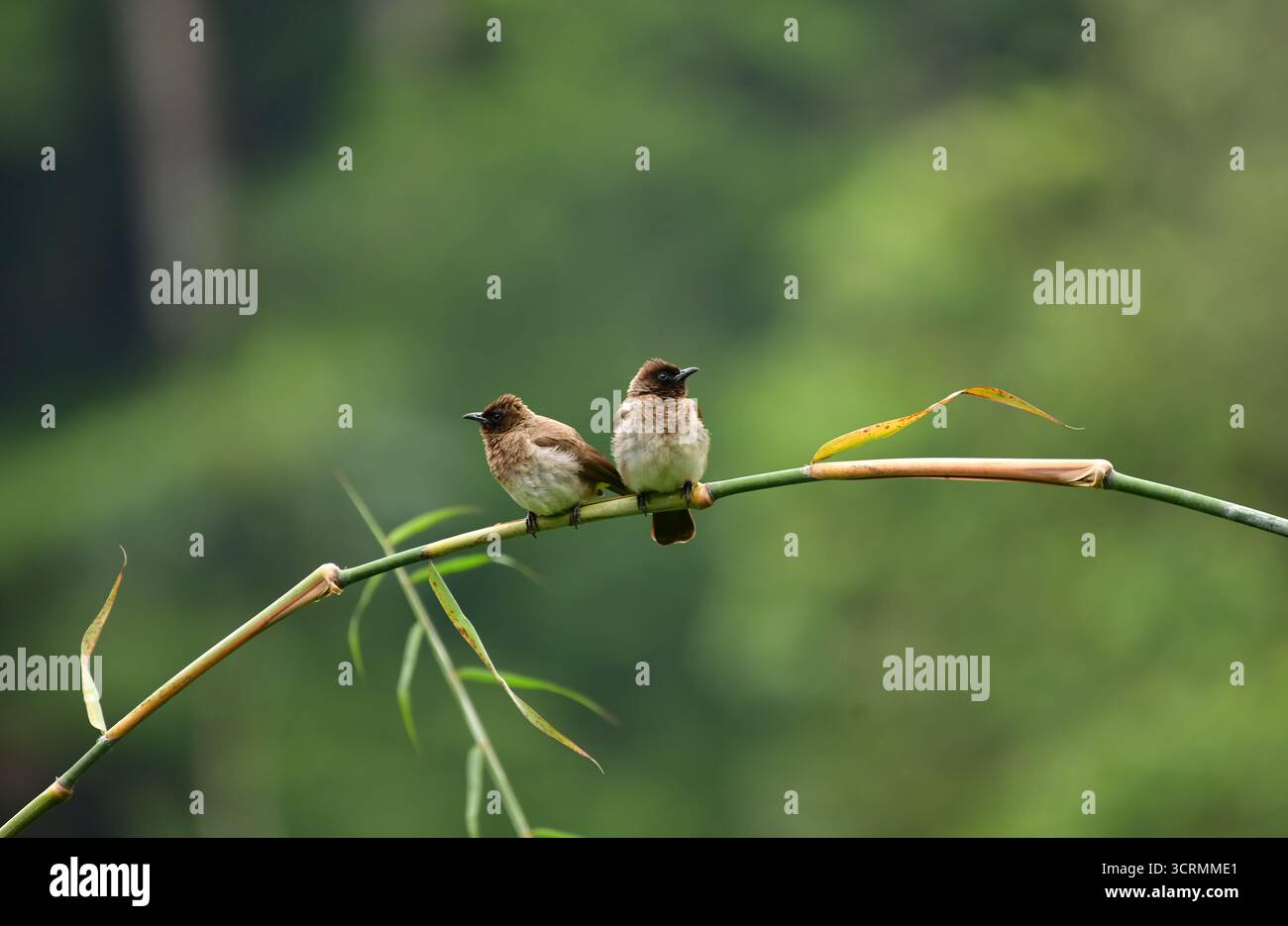 Ein Paar gemeiner Bulbul (Pycnonotus barbatus), die in einem Zweig thront. Bwindi Unpenetrable Forest, Uganda Stockfoto