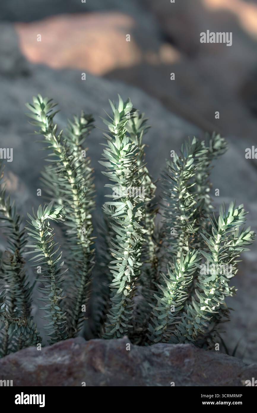 Meerwasser (Euphorbia Paralias) wächst zwischen Felsen am Meer, sanftes Petrol, senkrecht Stockfoto
