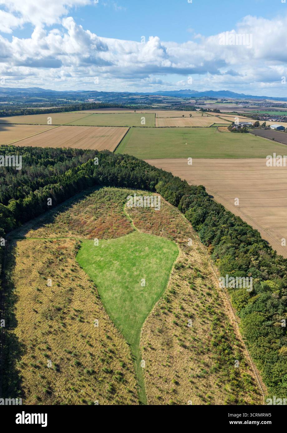 Aus der Vogelperspektive auf ein pulsierendes grünes Feld, umgeben von einem dichten Wald und goldenen landwirtschaftlichen Feldern unter einem riesigen blauen Himmel, Tranent, Schottland, Großbritannien. Stockfoto