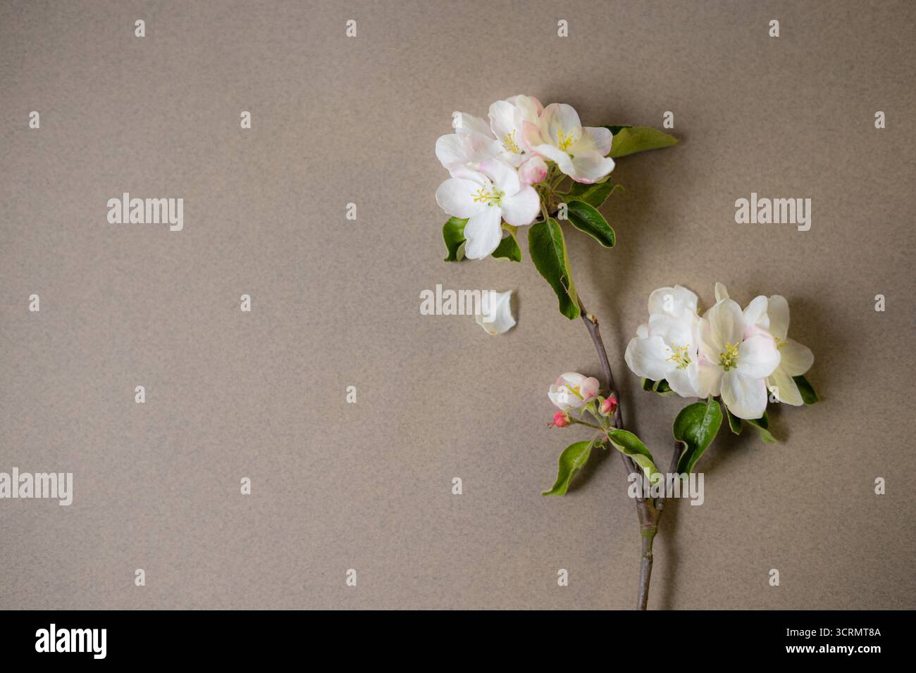 Apfelbaumzweig mit Blüten auf braunem Hintergrund Stockfoto