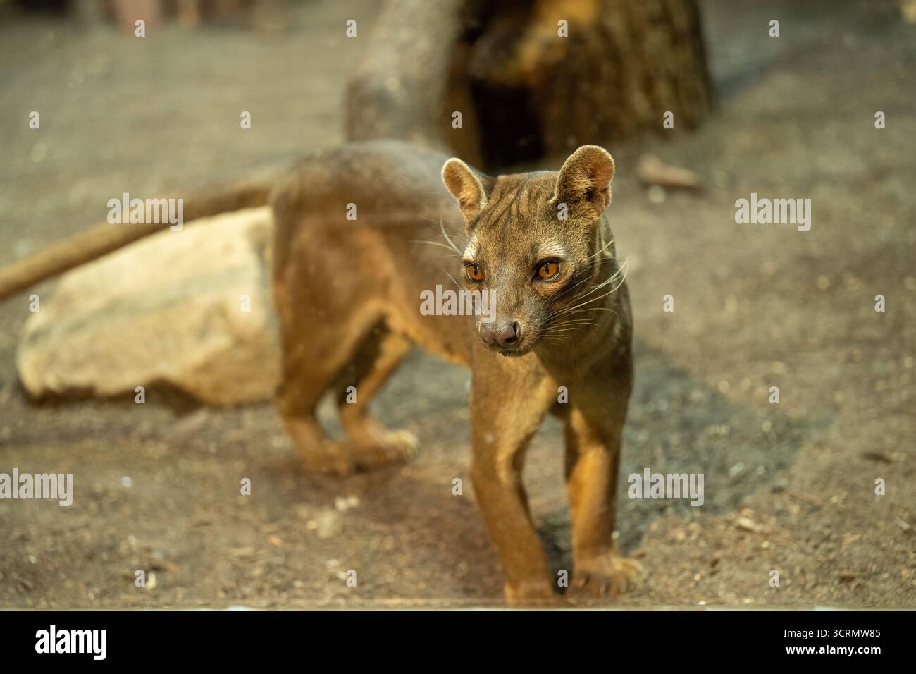 Fossa (Cryptoprocta ferox), ein katzenähnliches fleischfressendes Säugetier, das in Madagaskar endemisch ist Stockfoto