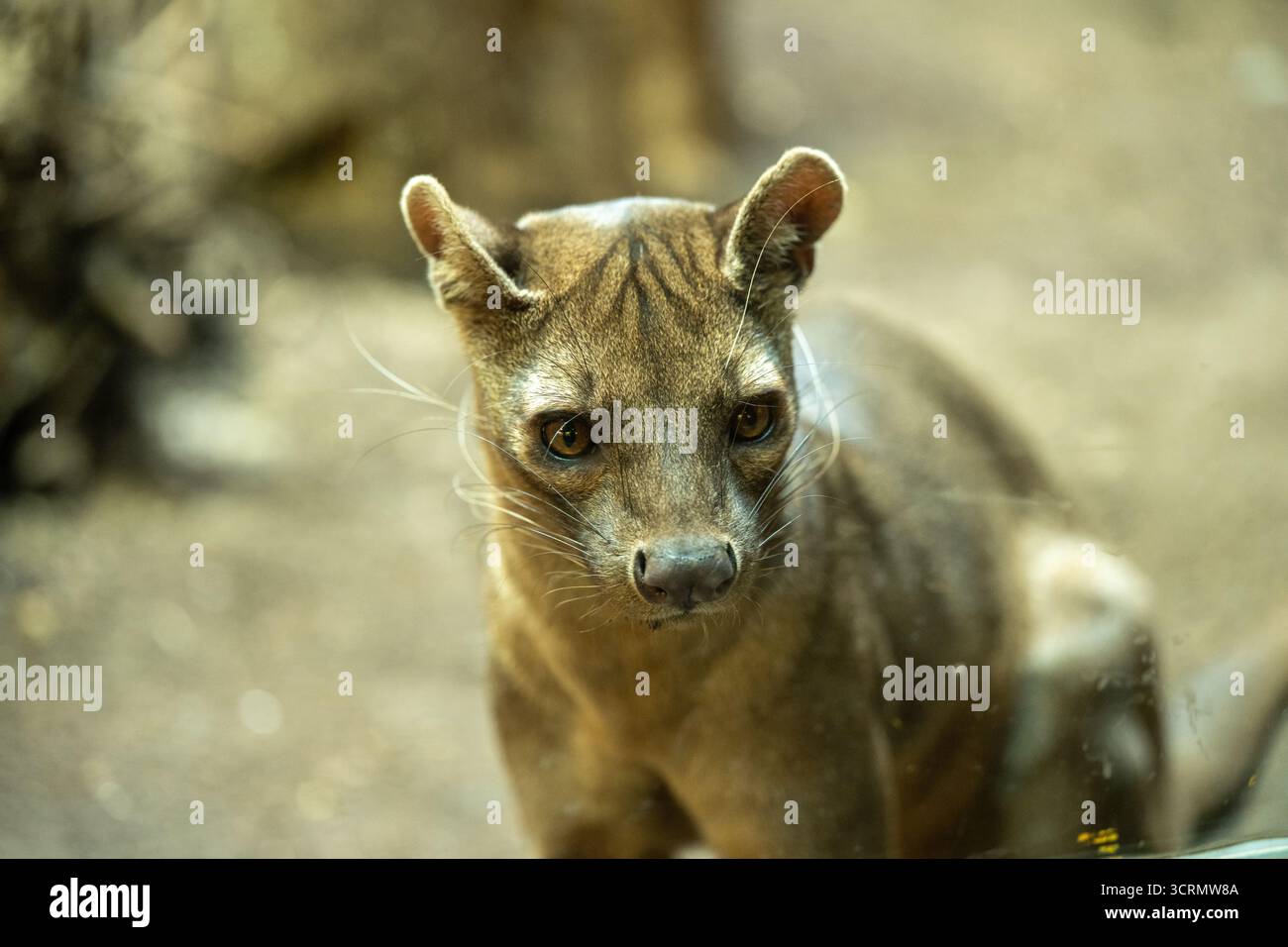 Fossa (Cryptoprocta ferox), ein katzenähnliches fleischfressendes Säugetier, das in Madagaskar endemisch ist Stockfoto