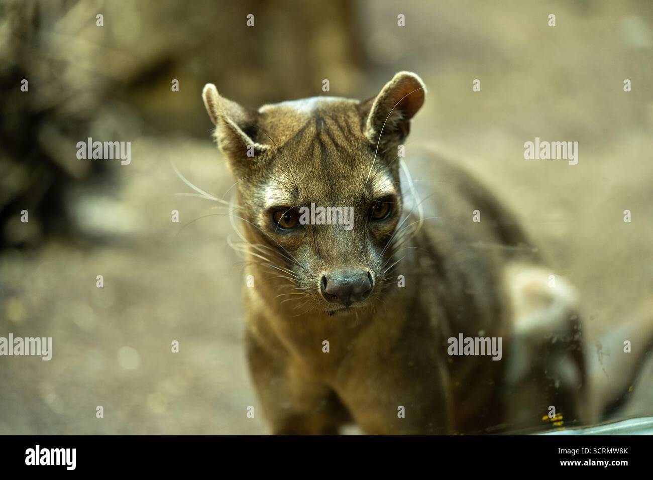 Fossa (Cryptoprocta ferox), ein katzenähnliches fleischfressendes Säugetier, das in Madagaskar endemisch ist Stockfoto