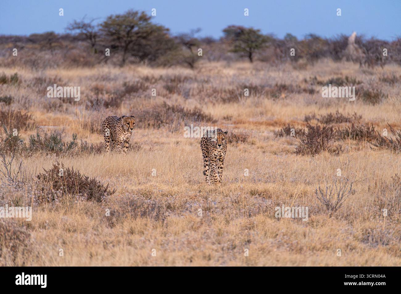Weitwinkelaufnahme von zwei Geparden (Acinonyx jubatus), die sich an einem kühlen nebeligen Morgen durch den blasstrockenen thornbusch bewegen, einer in Richtung Kamera, Onguma, Namibia Stockfoto