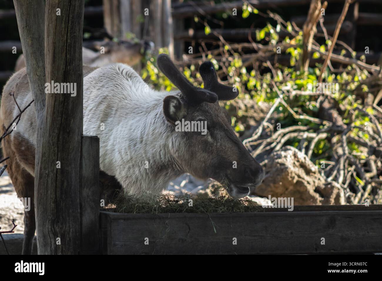 Tiere des Zoos Schönbrunn, Rentierfressen in Wien, Österreich Stockfoto