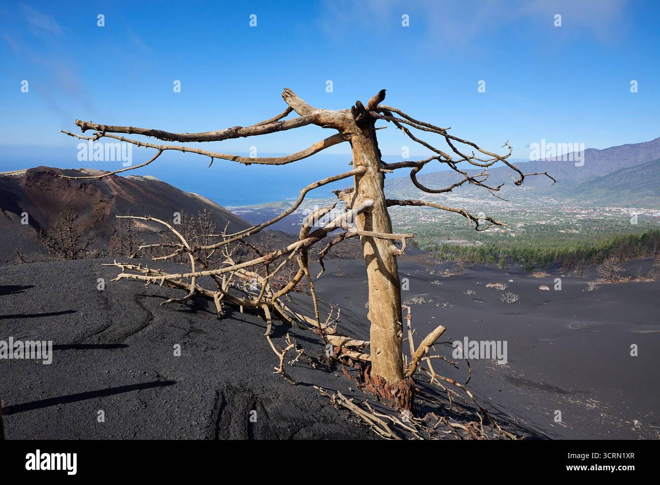 La Palma Tajogaite-Vulkan Tajogaite-Vulkan auf La Palma. Der Tajogaite-Vulkan entstand durch einen schnellen dreimonatigen Vulkanausbruch von September bis Dezember 2021. Durch den Vulkanausbruch wurde eine große Zahl von Haeusern in Doerfern und Siedlungen der Gemeinden El Paso, Los Llanos de Aridane und Tazacorte zerstoert und weite Teile landwirtschaftlich genutzter Flaeche mit Lava und Asche bedeckt. Mittlerweile darf in einem Teil der Gegend um den Vulkan in Begleitung von Orts- und fachkundiger Leitung wieder gewandert werden, wenn die Gaskonzentration in der Gegend gering ist. Im Bild: Verb Stockfoto