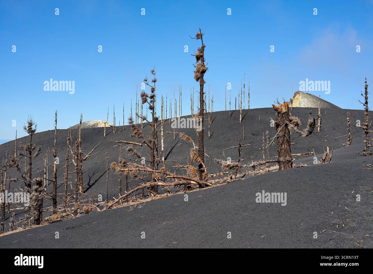 La Palma Tajogaite-Vulkan Tajogaite-Vulkan auf La Palma. Der Tajogaite-Vulkan entstand durch einen schnellen dreimonatigen Vulkanausbruch von September bis Dezember 2021. Durch den Vulkanausbruch wurde eine große Zahl von Haeusern in Doerfern und Siedlungen der Gemeinden El Paso, Los Llanos de Aridane und Tazacorte zerstoert und weite Teile landwirtschaftlich genutzter Flaeche mit Lava und Asche bedeckt. Mittlerweile darf in einem Teil der Gegend um den Vulkan in Begleitung von Orts- und fachkundiger Leitung wieder gewandert werden, wenn die Gaskonzentration in der Gegend gering ist. Im Bild: Verb Stockfoto