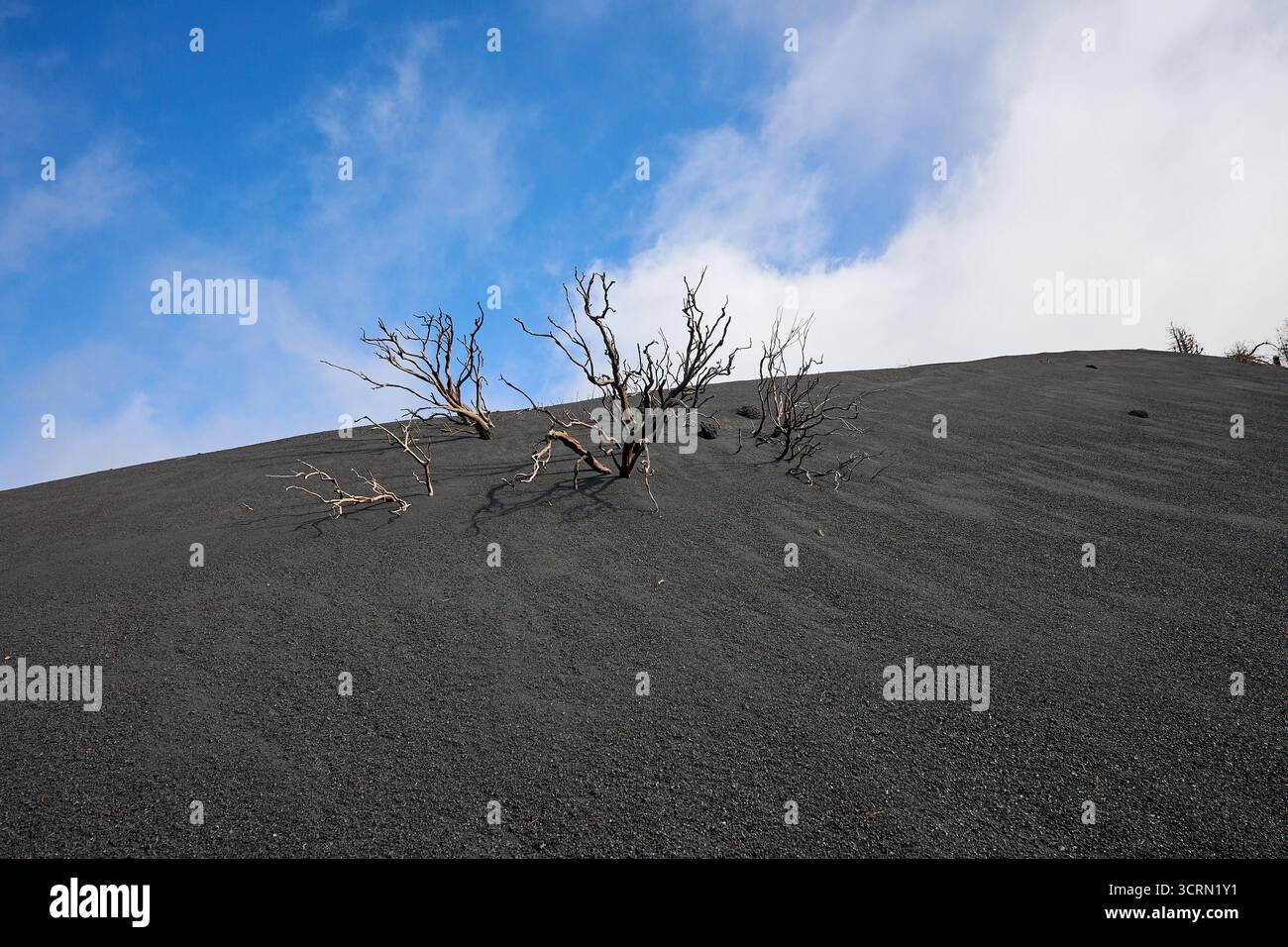 La Palma Tajogaite-Vulkan Tajogaite-Vulkan auf La Palma. Der Tajogaite-Vulkan entstand durch einen schnellen dreimonatigen Vulkanausbruch von September bis Dezember 2021. Durch den Vulkanausbruch wurde eine große Zahl von Haeusern in Doerfern und Siedlungen der Gemeinden El Paso, Los Llanos de Aridane und Tazacorte zerstoert und weite Teile landwirtschaftlich genutzter Flaeche mit Lava und Asche bedeckt. Mittlerweile darf in einem Teil der Gegend um den Vulkan in Begleitung von Orts- und fachkundiger Leitung wieder gewandert werden, wenn die Gaskonzentration in der Gegend gering ist. Im Bild: Verb Stockfoto