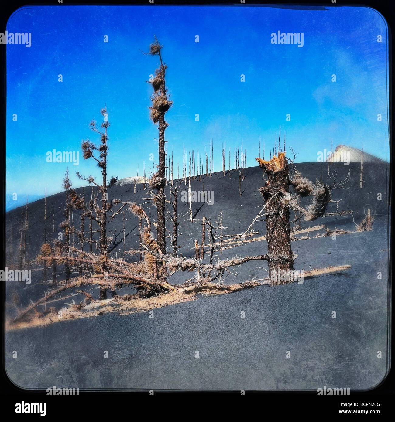 La Palma Tajogaite-Vulkan Tajogaite-Vulkan auf La Palma. Der Tajogaite-Vulkan entstand durch einen schnellen dreimonatigen Vulkanausbruch von September bis Dezember 2021. Durch den Vulkanausbruch wurde eine große Zahl von Haeusern in Doerfern und Siedlungen der Gemeinden El Paso, Los Llanos de Aridane und Tazacorte zerstoert und weite Teile landwirtschaftlich genutzter Flaeche mit Lava und Asche bedeckt. Mittlerweile darf in einem Teil der Gegend um den Vulkan in Begleitung von Orts- und fachkundiger Leitung wieder gewandert werden, wenn die Gaskonzentration in der Gegend gering ist. Im Bild: Verb Stockfoto