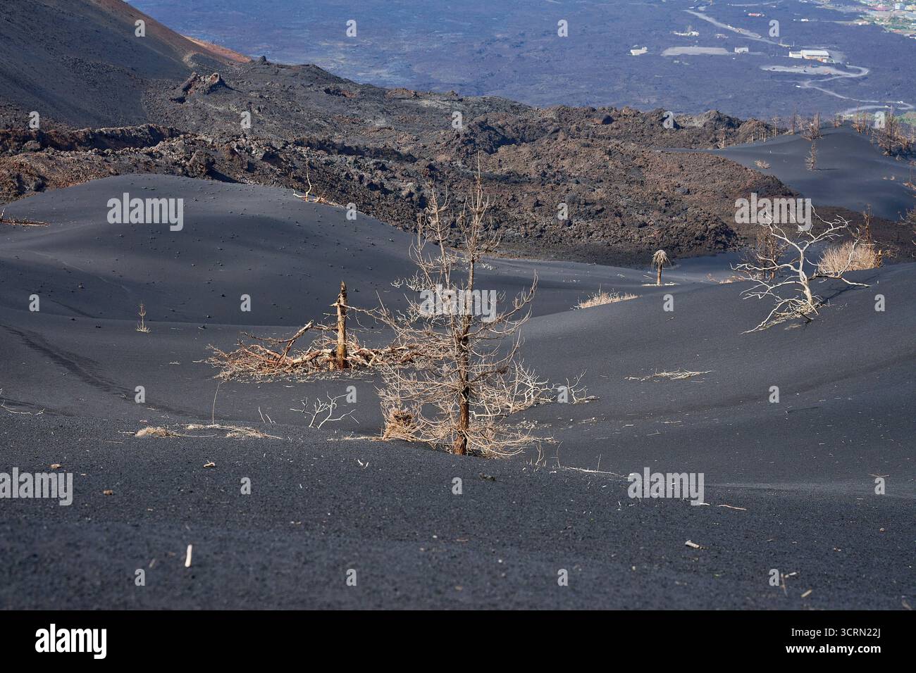 La Palma Tajogaite-Vulkan Tajogaite-Vulkan auf La Palma. Der Tajogaite-Vulkan entstand durch einen schnellen dreimonatigen Vulkanausbruch von September bis Dezember 2021. Durch den Vulkanausbruch wurde eine große Zahl von Haeusern in Doerfern und Siedlungen der Gemeinden El Paso, Los Llanos de Aridane und Tazacorte zerstoert und weite Teile landwirtschaftlich genutzter Flaeche mit Lava und Asche bedeckt. Mittlerweile darf in einem Teil der Gegend um den Vulkan in Begleitung von Orts- und fachkundiger Leitung wieder gewandert werden, wenn die Gaskonzentration in der Gegend gering ist. Im Bild: Verb Stockfoto