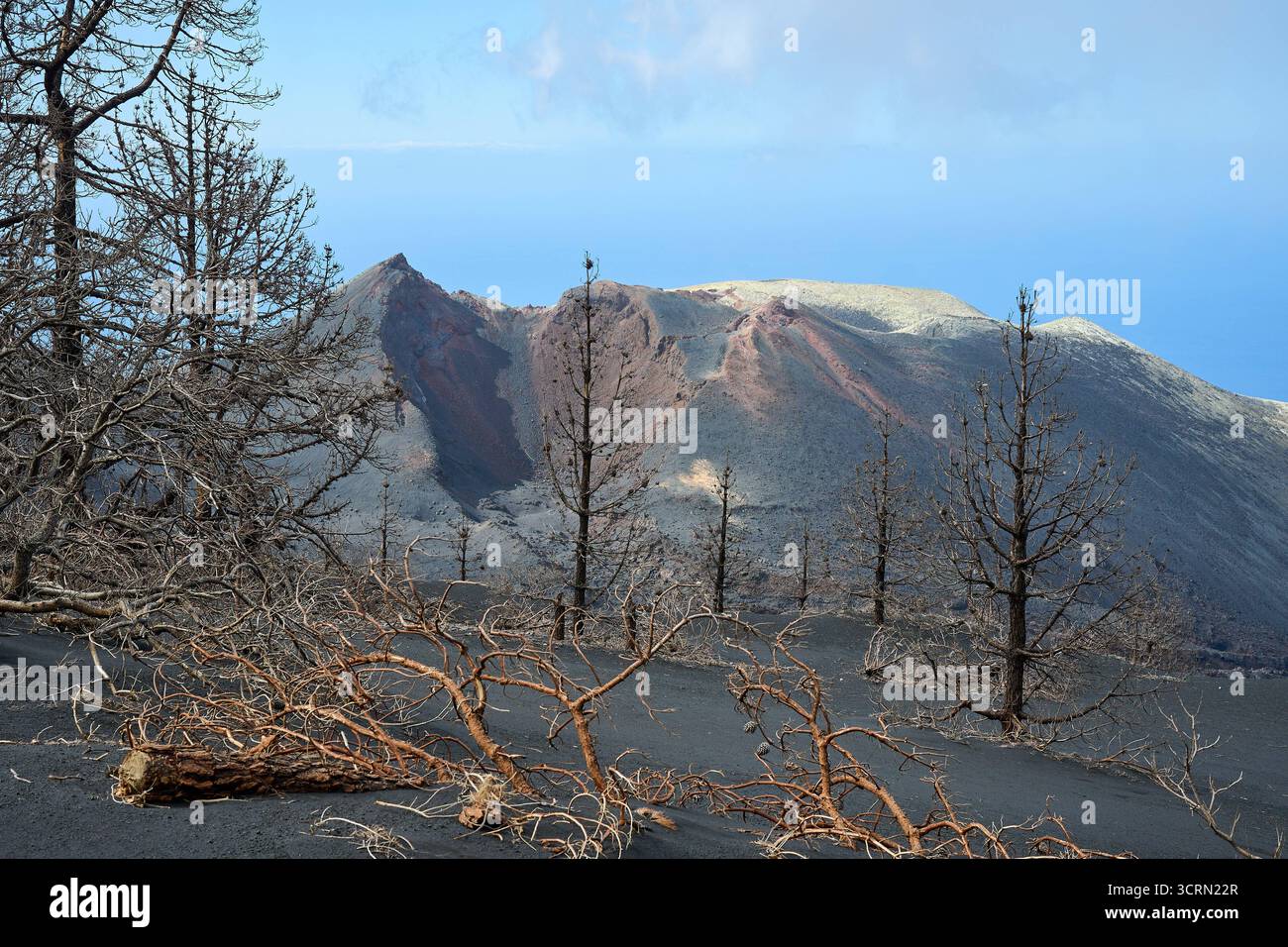 La Palma Tajogaite-Vulkan Tajogaite-Vulkan auf La Palma. Der Tajogaite-Vulkan entstand durch einen schnellen dreimonatigen Vulkanausbruch von September bis Dezember 2021. Durch den Vulkanausbruch wurde eine große Zahl von Haeusern in Doerfern und Siedlungen der Gemeinden El Paso, Los Llanos de Aridane und Tazacorte zerstoert und weite Teile landwirtschaftlich genutzter Flaeche mit Lava und Asche bedeckt. Mittlerweile darf in einem Teil der Gegend um den Vulkan in Begleitung von Orts- und fachkundiger Leitung wieder gewandert werden, wenn die Gaskonzentration in der Gegend gering ist. Im Bild: Verb Stockfoto