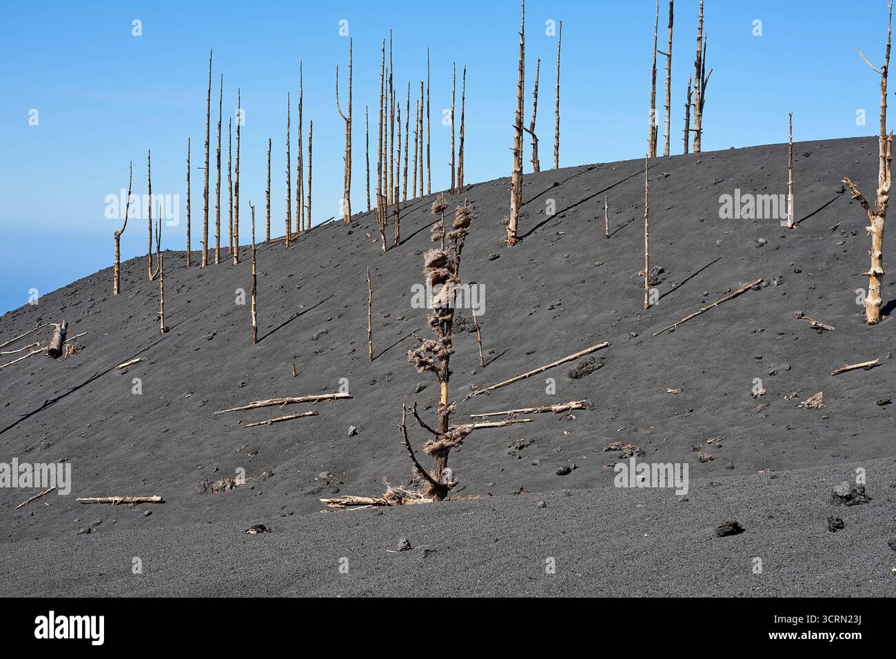 La Palma Tajogaite-Vulkan Tajogaite-Vulkan auf La Palma. Der Tajogaite-Vulkan entstand durch einen schnellen dreimonatigen Vulkanausbruch von September bis Dezember 2021. Durch den Vulkanausbruch wurde eine große Zahl von Haeusern in Doerfern und Siedlungen der Gemeinden El Paso, Los Llanos de Aridane und Tazacorte zerstoert und weite Teile landwirtschaftlich genutzter Flaeche mit Lava und Asche bedeckt. Mittlerweile darf in einem Teil der Gegend um den Vulkan in Begleitung von Orts- und fachkundiger Leitung wieder gewandert werden, wenn die Gaskonzentration in der Gegend gering ist. Im Bild: Verb Stockfoto